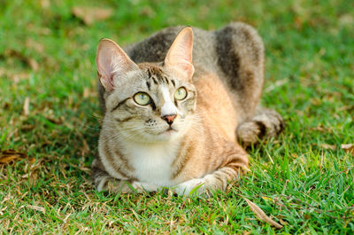 Portrait of cat relaxing on grass