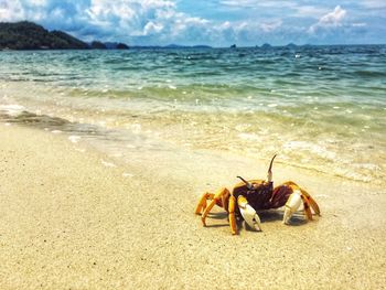 Close-up of crab on beach