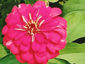 Close-up of pink flowering plant