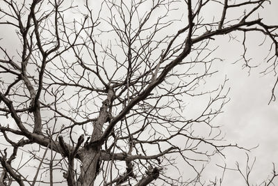 Low angle view of bare tree against sky