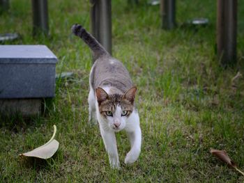 Cat on field