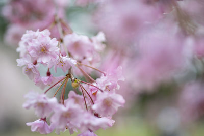 Close-up of pink cherry blossoms