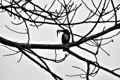 Low angle view of bird perching on tree