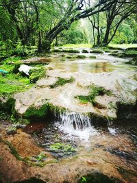 Stream flowing through rocks in forest