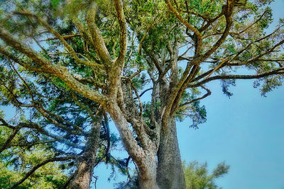 Low angle view of trees against clear sky