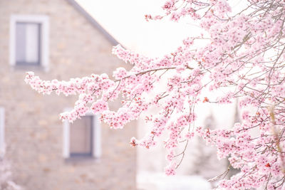 Pink cherry blossom tree against building