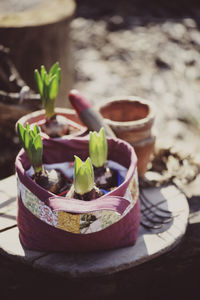 Close-up of potted plant on table