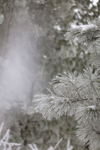 Close-up of pine tree during winter