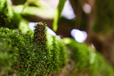 Close-up of fresh green plant