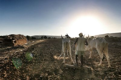 Rear view of farmer and bulls plowing at farm