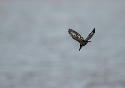 Low angle view of bird flying against sky