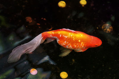 Close-up of fish swimming in sea