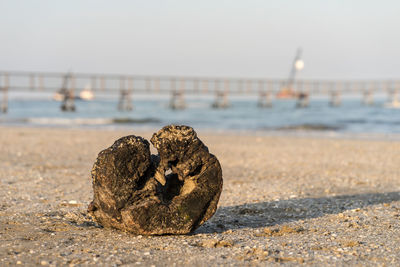 Old wood branch on a beach