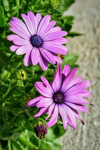 Close-up of purple flowers blooming outdoors