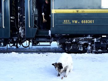 Close-up of white dog