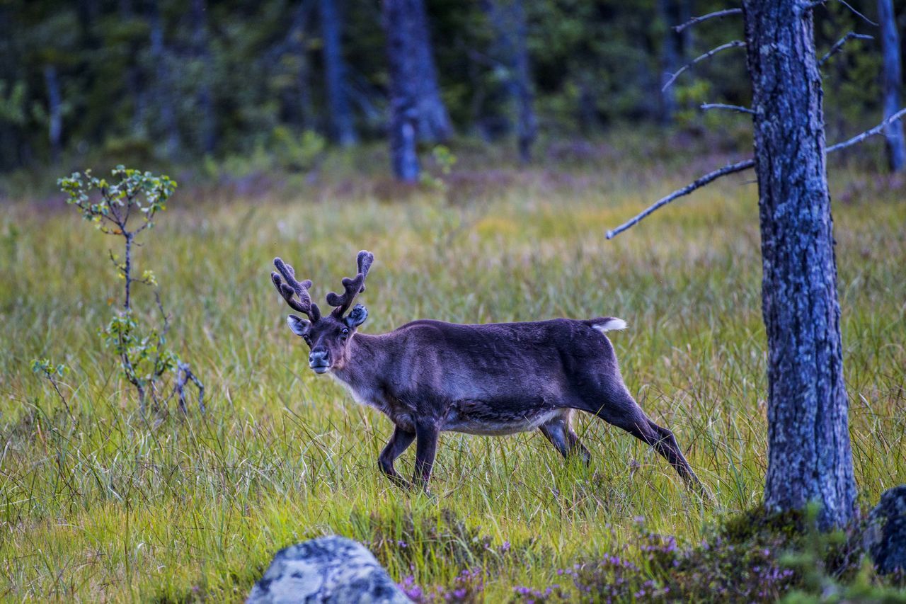 Raindeer checking us out