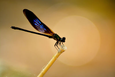 Close-up of dragonfly on twig