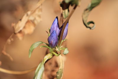 Close-up of purple flower