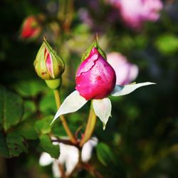 Close-up of pink flower