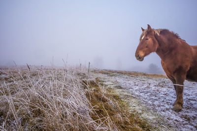 Beautiful, brown horse outdoors during the winter.