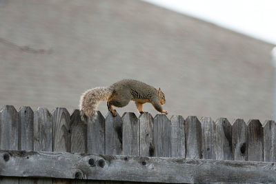 Close-up of wooden fence