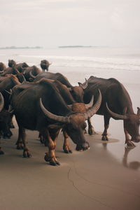 View of horses on sea shore