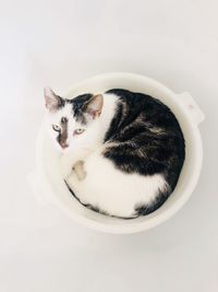 High angle view of cat against white background