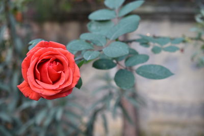 Close-up of red rose against blurred background