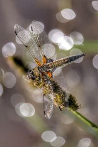 Close-up of dragonfly on flower