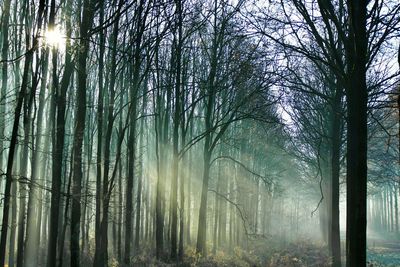 Sun shining through trees in forest