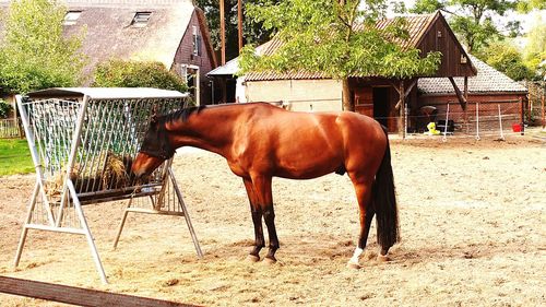 Horse standing in ranch