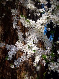 White flowers blooming in park