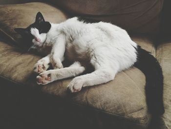 High angle view of cat sleeping at home