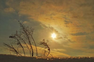 Silhouette plants against sky during sunset