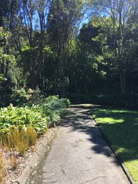 Road amidst trees