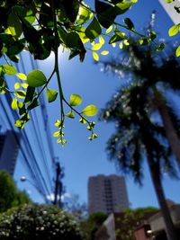 Low angle view of tree against building