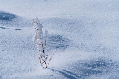 Frozen plant on snow covered land