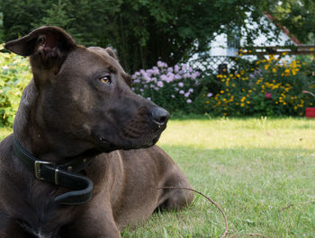 Close-up of dog on field