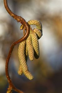 Close-up of rusty metal hanging on rope