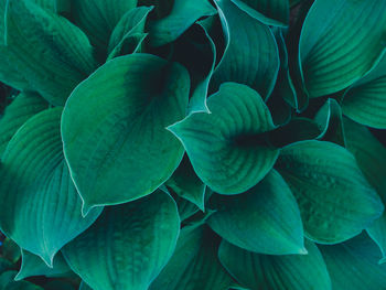 Full frame shot of green leaves