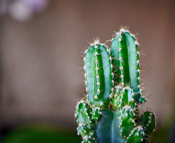 A green mini cactus