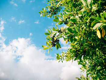 Low angle view of flowering plant against sky