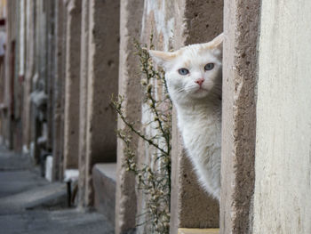 Portrait of a cat against wall