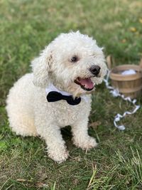 Little white bichon dog with bow tie on field