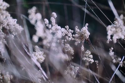 Close-up of frozen plant