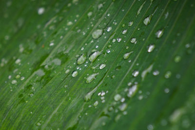 Full frame shot of green leaves