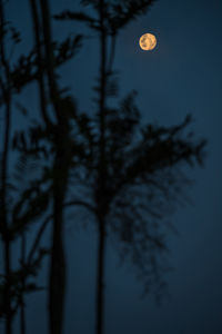 Low angle view of silhouette tree against sky at night