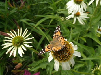 Close-up of butterfly pollinating on flower