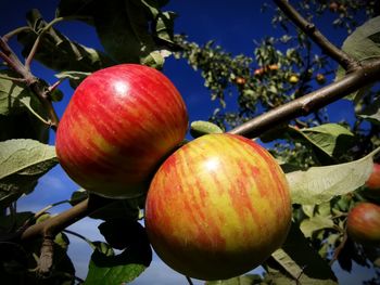 Close-up of apple growing on tree