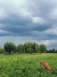 Sheep grazing on field against sky